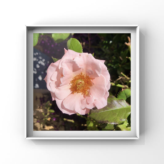 Blush Pink English Rose Wall Art Printable, Romantic Flower Photography, Elegant Botanical Decor, Floral Digital Download