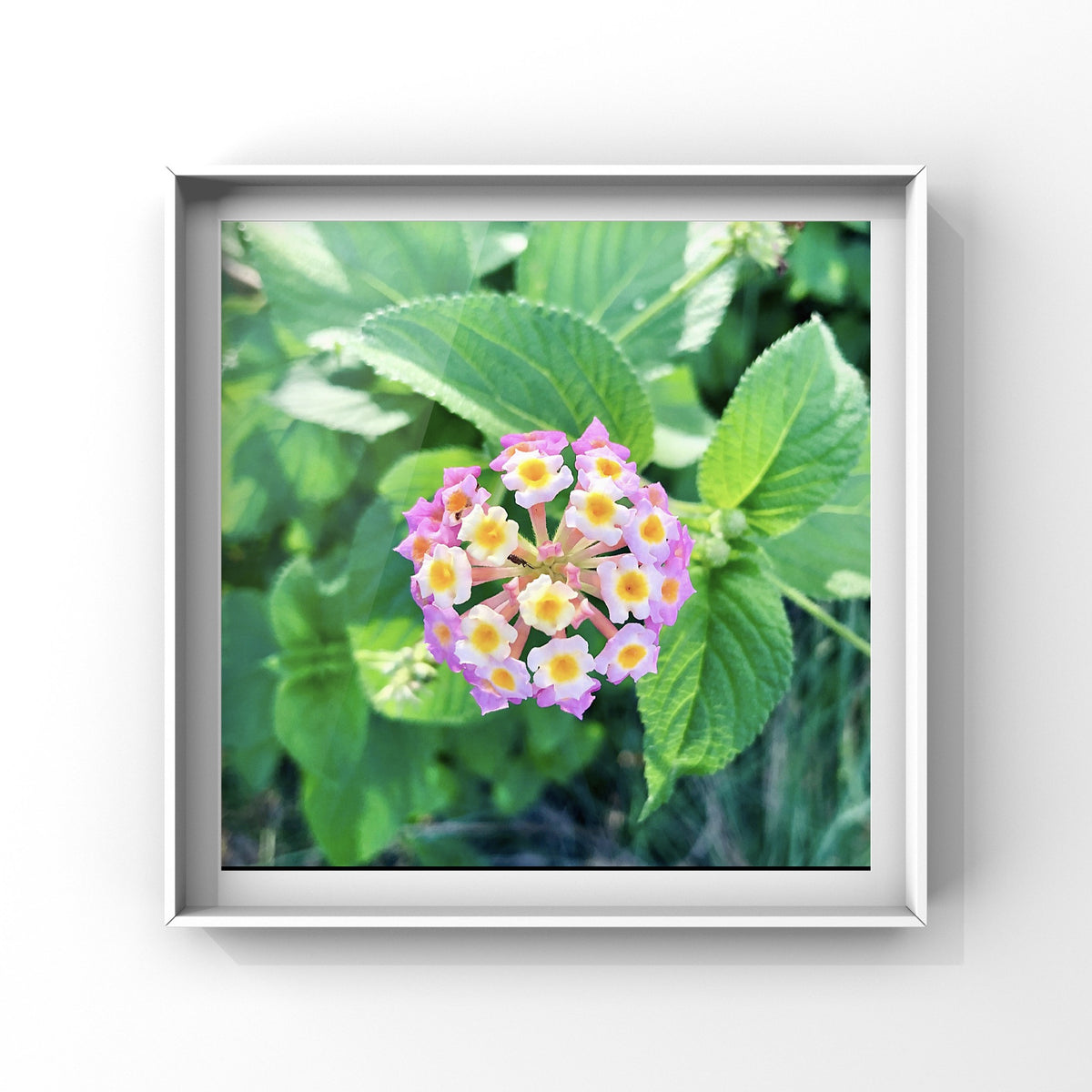 Pink White Yellow Lantana Camara Wall Art Printable, Flower Photography, Colourful Garden Bloom Decor, Botanical Digital Download