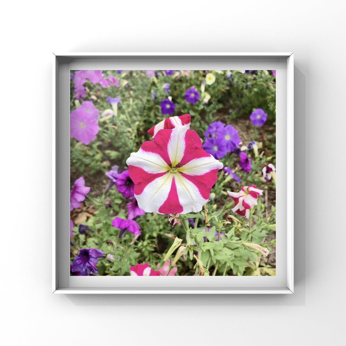 Pink and White Petunia Wall Art Printable, Flower Photography, Soft Garden Bloom Decor, Botanical Digital Download