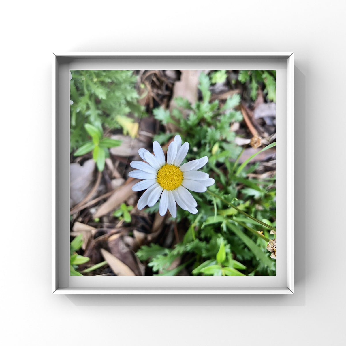 Small White Daisy Printable Wall Art, Minimalist Botanical Flower Photography, Digital Download