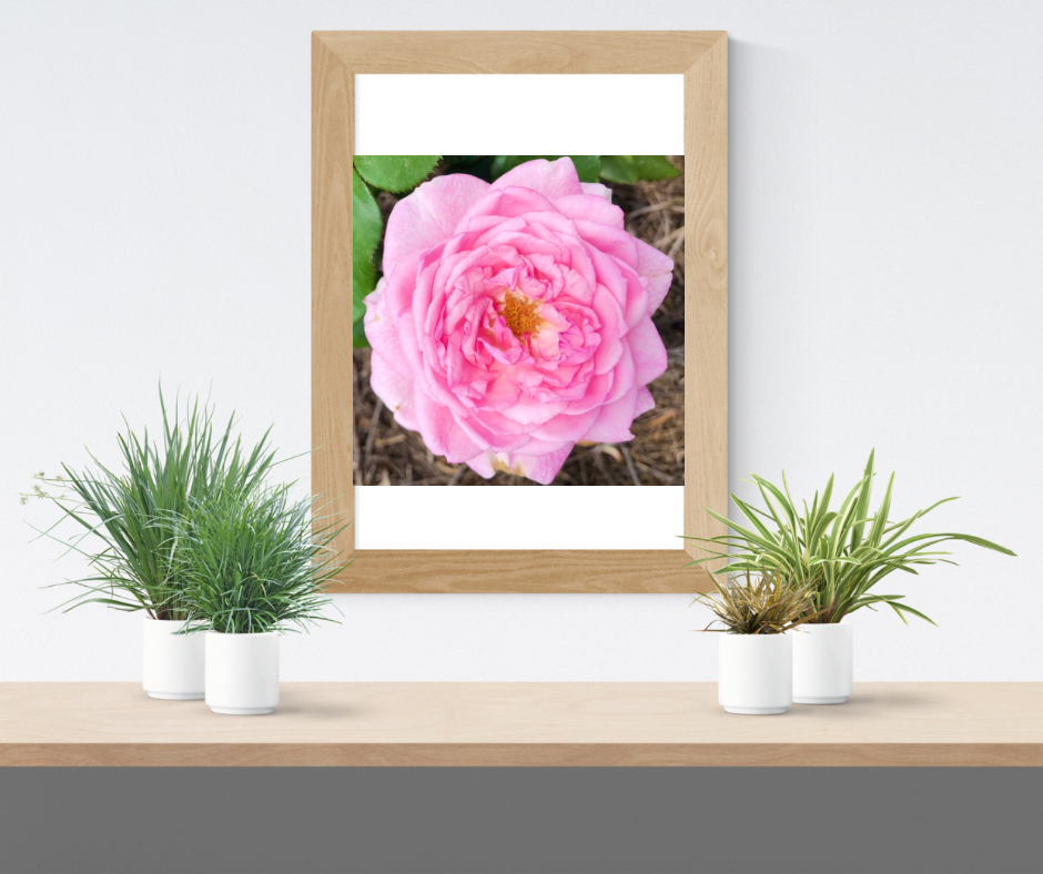 Pink Garden Rose Printable Wall Art, Botanical Flower Photography, Digital Download