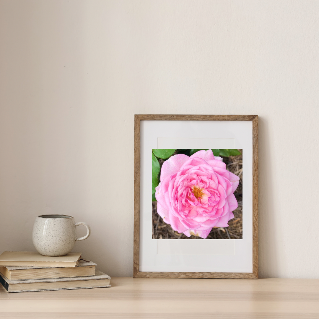 Pink Garden Rose Printable Wall Art, Botanical Flower Photography, Digital Download