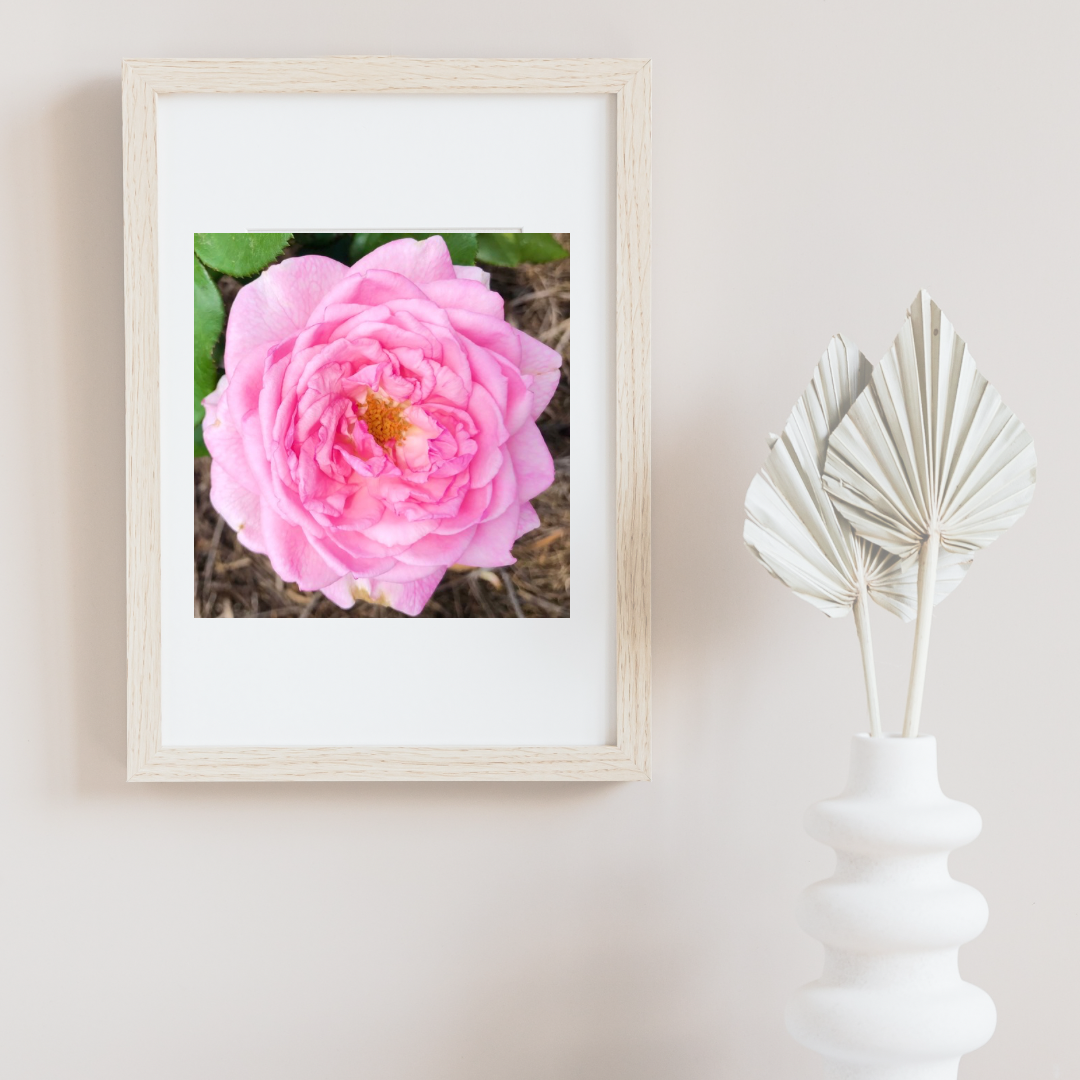 Pink Garden Rose Printable Wall Art, Botanical Flower Photography, Digital Download