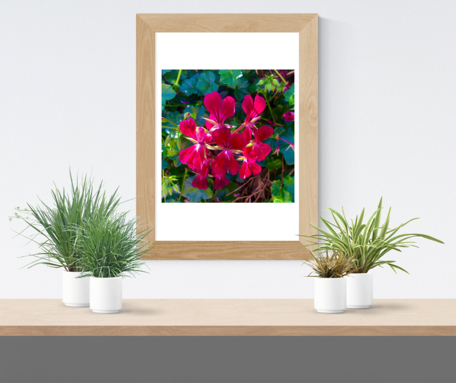 Bright Red Geranium Flowers Wall Art Printable, Floral Photography, Botanical Decor, Digital Download