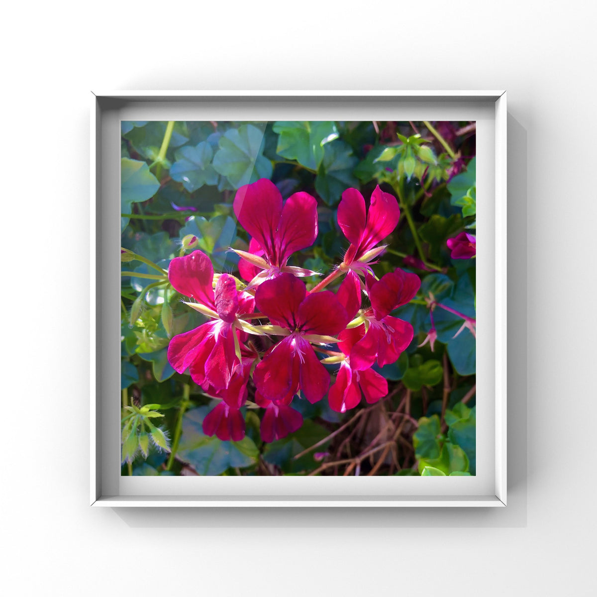 Bright Red Geranium Flowers Wall Art Printable, Floral Photography, Botanical Decor, Digital Download