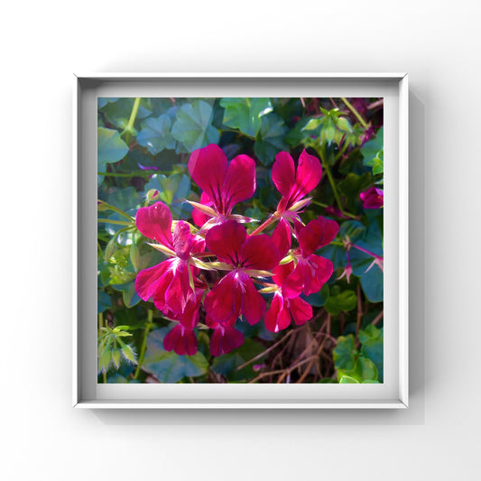 Bright Red Geranium Flowers Wall Art Printable, Floral Photography, Botanical Decor, Digital Download