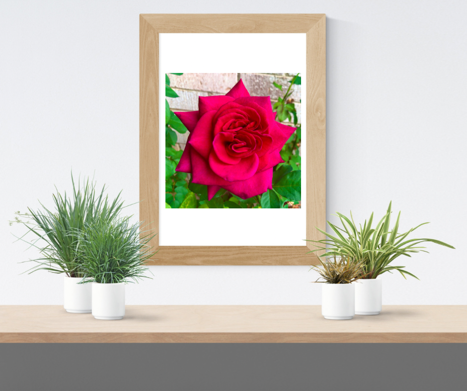 Red Rose Printable Wall Art, Botanical Flower Photography, Digital Download