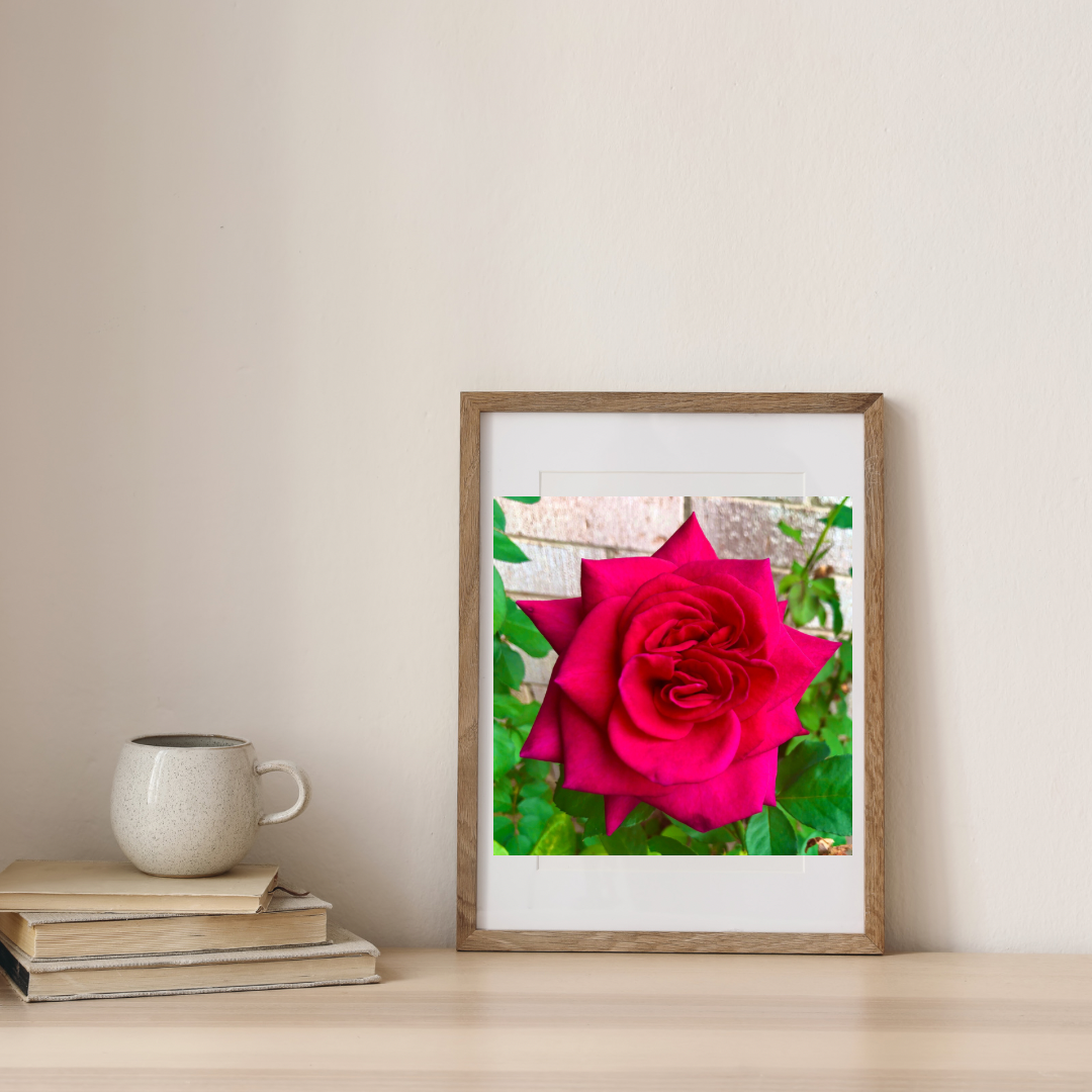 Red Rose Printable Wall Art, Botanical Flower Photography, Digital Download