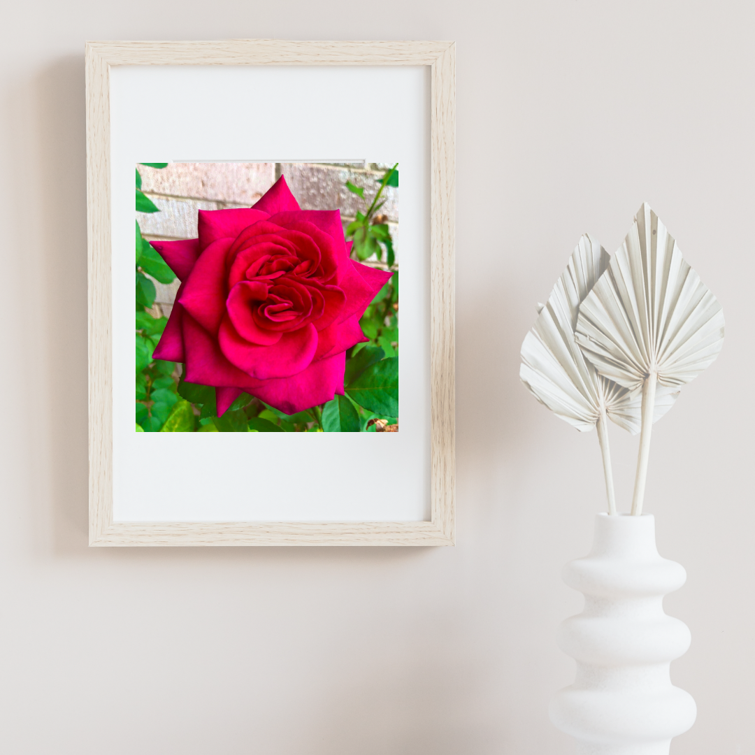 Red Rose Printable Wall Art, Botanical Flower Photography, Digital Download