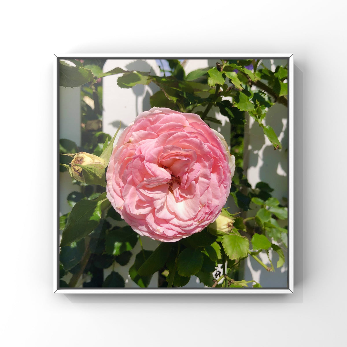 Pink Garden Rose Wall Art Printable, Floral Photography, Botanical Decor, Digital Download
